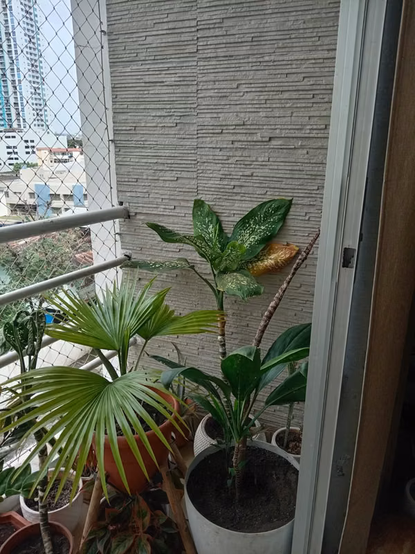 GANGA Alquilo precioso apartamento amoblado en Carrasquilla - foto 1