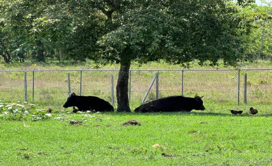 EL Chiru: Hermosa finca productiva a 3 minutos de la Interamericana.Venta - foto 1