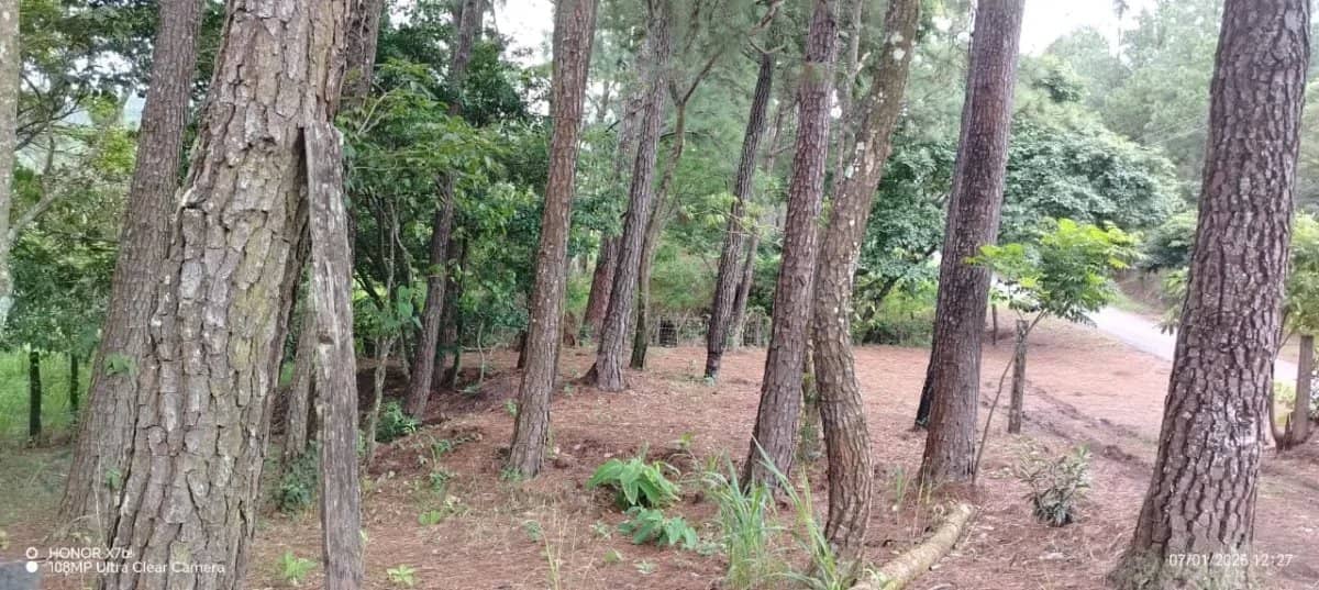Oportunidad de Inversión: Tierra Fértil con Clima Ideal en Hornito, Chiriquí/Investment Opportunity: Fertile Land with Ideal Climate in Hornito, Chiri - foto 1